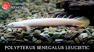 Polypterus senegalus leucistic. Ancient fish with UNIQUE morph (Leopard Aquatic D007D)