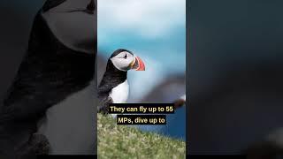 Atlantic Puffin (The DoDo) bird | Near Extinction  #shorts #dodo