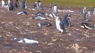 Bluff Cove, Falkland Islands with Gentoo Penguins