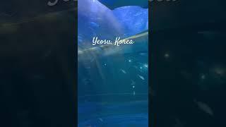 Aqua Planet aquarium in Yeosu, South Korea. #travellingkorea  #yeosu #travelkorea #korea #southkorea
