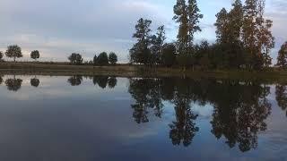 A Serene Oasis: Exploring a Pond in the Forest Steppe