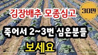 김장배추 심고 절대 죽지않는 방법 (2000평 하나도 안죽었어요) #김장배추 심는방법, #약치는법(방제), #물관리 / 김장배추 재배방법 총정리