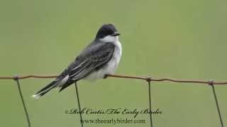 EASTERN KINGBIRD Tyrannus tyrannus