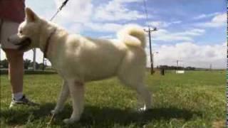 Dogs 101 - Akita