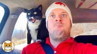 Cats Are the Queens of Drama 