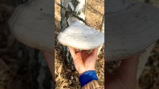Спас дерево  Трутовик настоящий. Fomes fomentarius. Boletus fomentarius. Mushrooms 