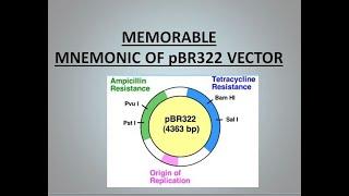 Biotechnology: pbr322 vector Mnemonic