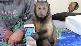 iPhone 8 Review by Monkey Boo