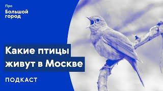 Какие птицы живут в Москве? | Подкаст «Про Большой город»