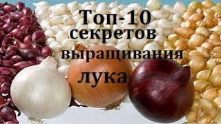 Лук посадка и уход - 10 секретов выращивания.