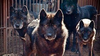 Russian Wolfhound - Remarkable Wolfdog