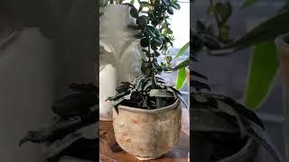 TROPICAL PLANTS INSIDE THE ROOM