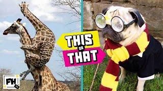 This or That! #5 | TRY NOT TO LAUGH CHALLENGE | Funny Animals | Family Workout