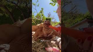 A heartwarming tale of a man and his faithful turtle