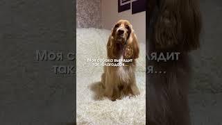 Уход, который дает 10000% результат WB:271212401 Маска-уходWB:271212408 Груминг-спрей 19в1
