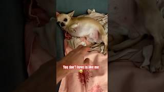 I like you ️ #dogs #shotrs #cute #funny #memes #memes #viralvideo