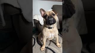 I’m not in the mood #frenchbulldog #meme #memes #funny #notinthemood