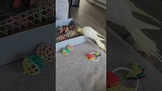 Noodle Playing in his toy box. ️ #cockatiel #play #bird #cute