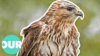 The Beauty Of The European Brids of Prey | Our World