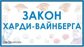 Закон Харди-Вайнберга - наглядное объяснение  | Закон генетического равновесия