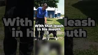 STOP Your Dog From Biting The Leash While You Walk!