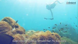 Diving and Snorkeling at Halfmoon reef, Phu Quoc Island || Vietnam Travel