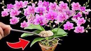 How to make orchids bloom 100 flowers at the same time