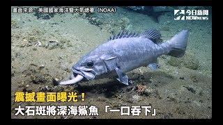 震撼畫面曝光！大石斑將深海鯊魚「一口吞下」