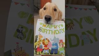 Subscribe for more videos like this #goldenretriever #puppies #doglover