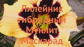 Лилейник гибридный Мунлит Маскарад  обзор: как сажать, луковицы лилейника Мунлит Маскарад