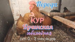 Порода кур Кучинская юбилейная, от 0  - 3 месяцев.