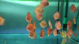 ikan discus pigeon size 2"