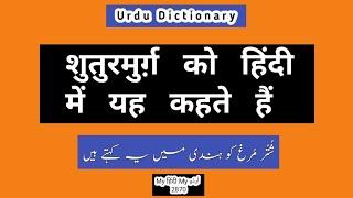 Urdu Dictionary 2870 | Shuturmurg | Ostrich | Shutar | Murg | MHMU | Oont | Bird