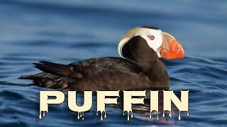 Tufted puffin sound and call