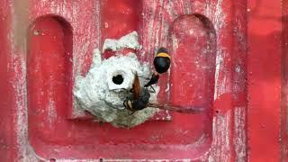 Oreumenes Potter Wasp Builds a Pot-like Nest with Mud