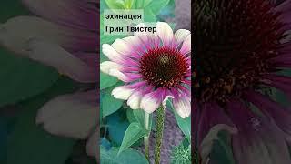 Эхинацея Грин Твистер (Green Twister)