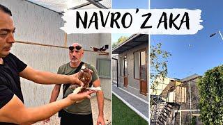 Условия 5 ⭐️ Питомник бойных голубей Навруза | Navro'z Ака kaptarlari | Gorgeous dovecote