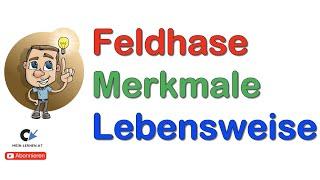 Der Feldhase