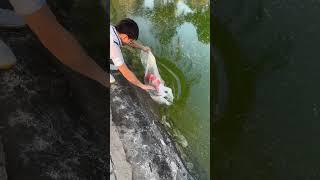 i want this one  #aquascape #koi #fishcare #fishing #fishkeeping #koicare