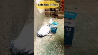 Kaka ustaj #pigeongrowth #youngpigeon #pigeonlifespan
