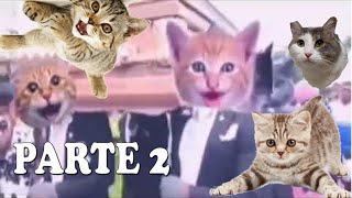 LOS NEGROS DEL ATAUD VERSION GATOS PARTE 2