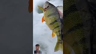 Perch time #perch #fishing #icefish #icefishing #pikeperch #fish #whiteperch