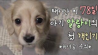 *귀여움 주의* 78일 아기 강아지의 첫 개인기 / 닥스훈트 말랑이