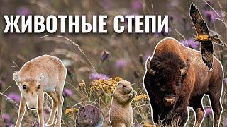 Животные степи | Учим животных с детьми | Умняха