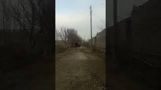 Бешарикни оти