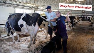 A Day In The Life: Dairy Farm Veterinarian