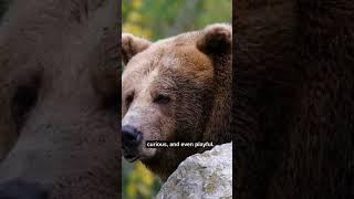 This 800 Pound Beast Can Outrun a Horse! Grizzly Bear Facts #shorts  #wildlife #bison #animals