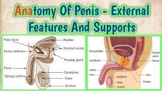 Anatomy of Penis - External Features And Supports l @abhishekghoolibmcri