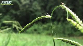 Amazing of Nature in my Backyard | Beautiful Grass Flowers | RWSM