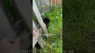 Two Stray Cats Show Up In Woman's Backyard | The Dodo